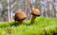 英雄联盟总决赛门票-恒河星火，当福登的魔笛奏响塞尔维亚挽歌，印度在H组书写神话