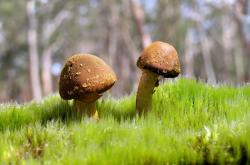 英雄联盟总决赛门票-恒河星火，当福登的魔笛奏响塞尔维亚挽歌，印度在H组书写神话