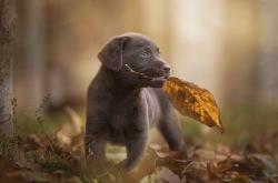 英雄联盟总决赛门票-篮球的两种解法，哈利伯顿的外科手术与掘金的重锤突击