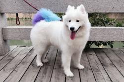 英雄联盟总决赛直播-平行世界的剧本，加纳在德甲末节绞杀多特，门迪于英超争冠夜接管绿茵