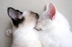 LOL赛事-西决生死战之夜，小贾伦·杰克逊，谁是唯一操盘手？