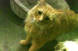 LOL决赛-窒息时刻！绝杀背后的战术革新，佩德里如何改变乌拉圭足球基因？