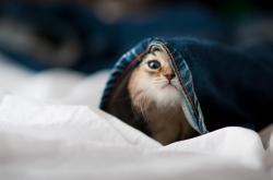 英雄联盟总决赛直播-生死时速与极限攻防