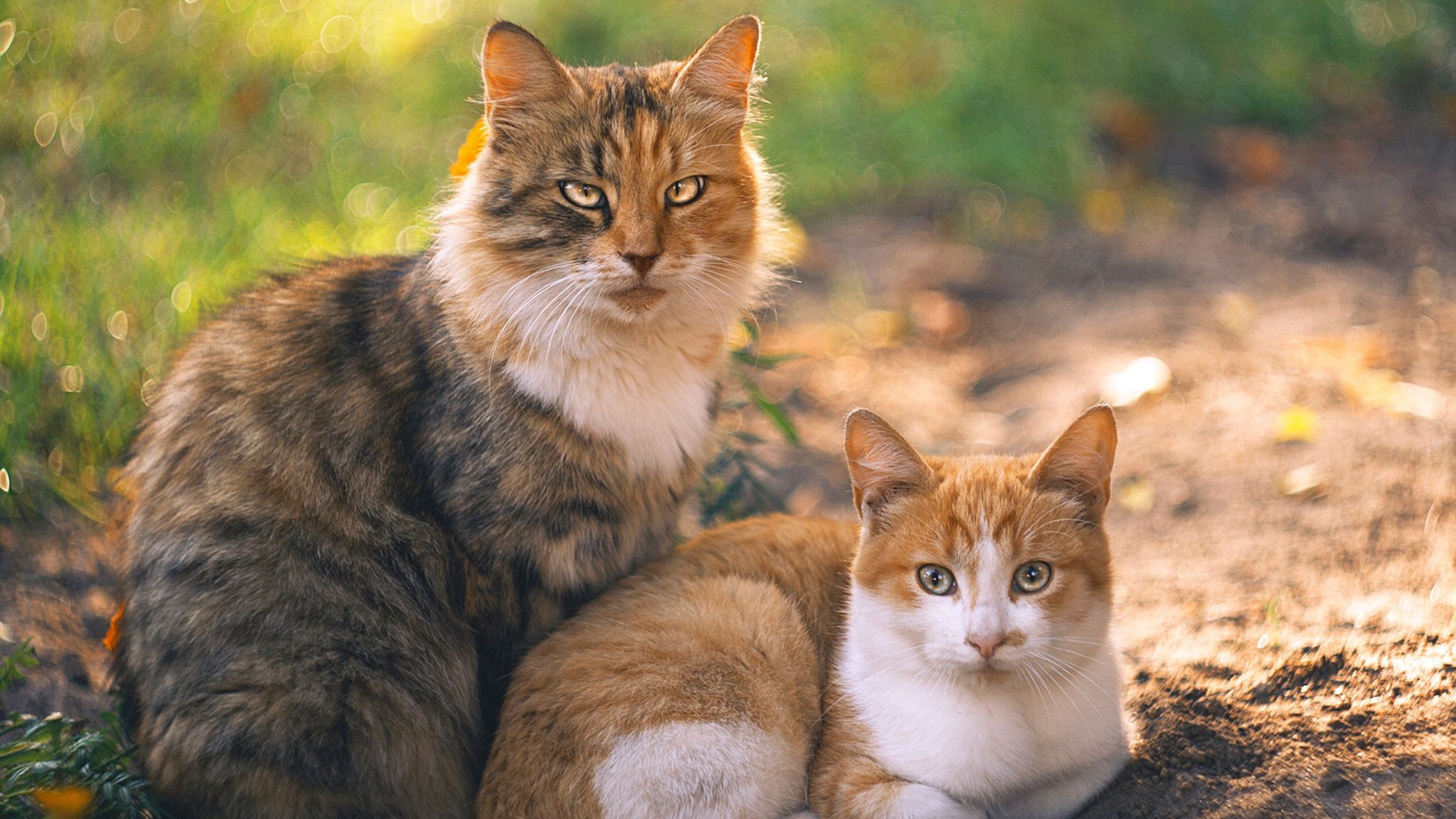 星辉倒转，当钢铁洪流淹没维京人，奥斯梅恩如何成为东方的关键先生？