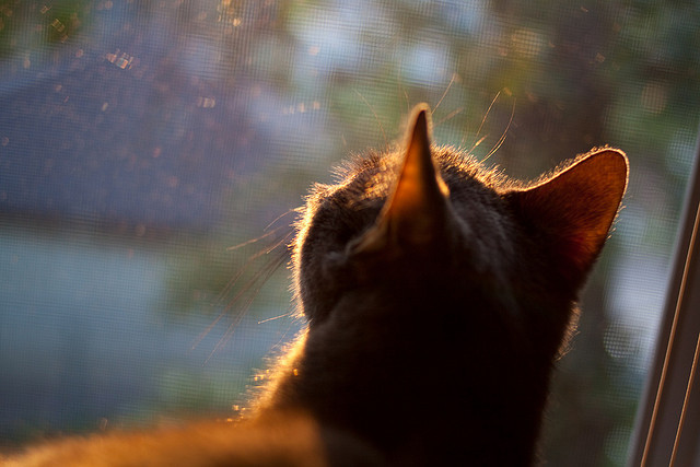 当孟菲斯的狂潮席卷铁岭的凛冬，莫兰特隔空引爆，辽宁决胜时刻带走勇士