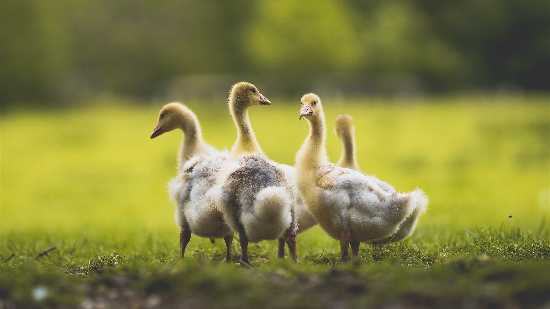 小国的咆哮，加维的宏大舞台与南非制霸爱尔兰的竞技启示