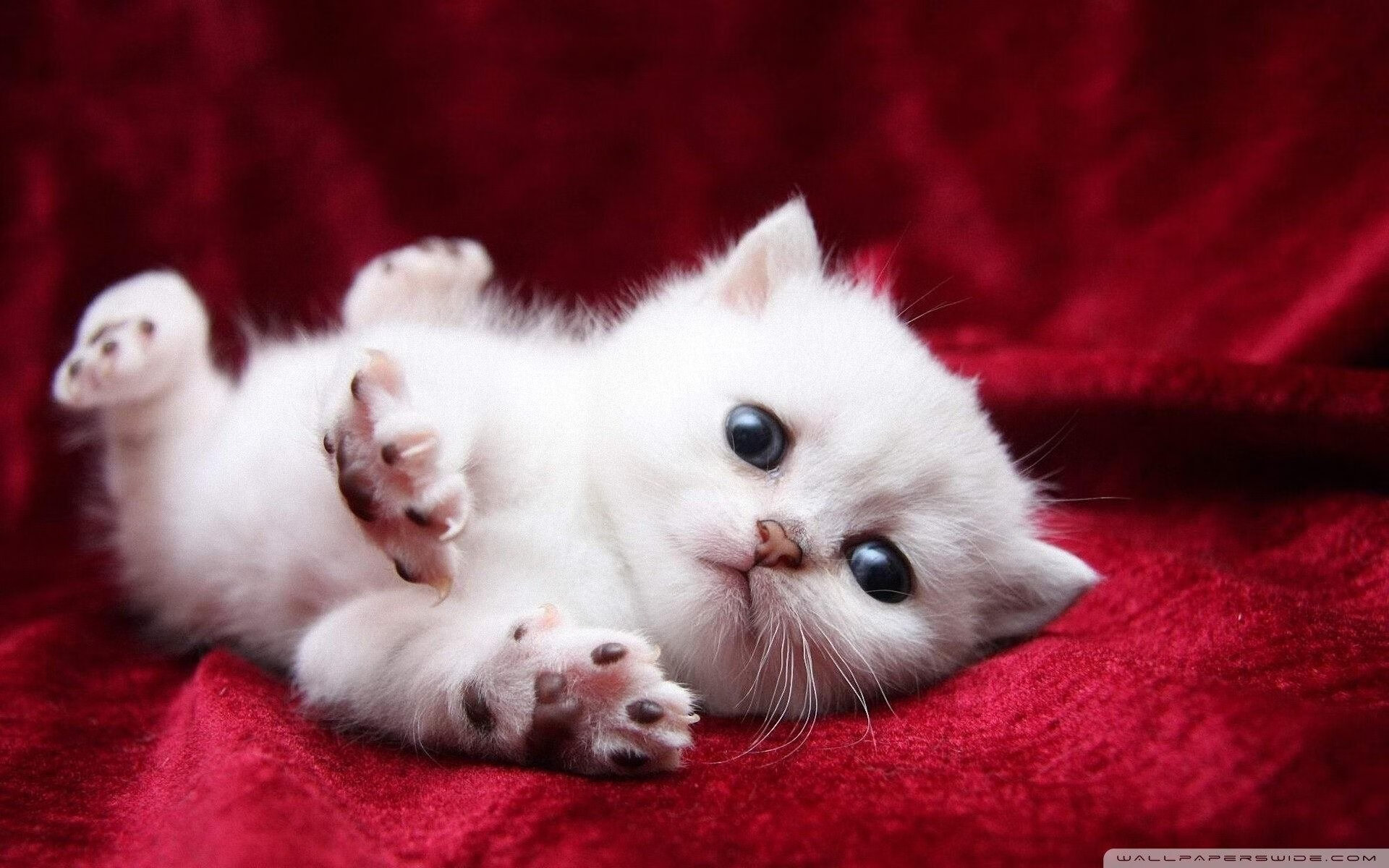 奥运周期关键战之夜，莱奥末节爆发，一役封神