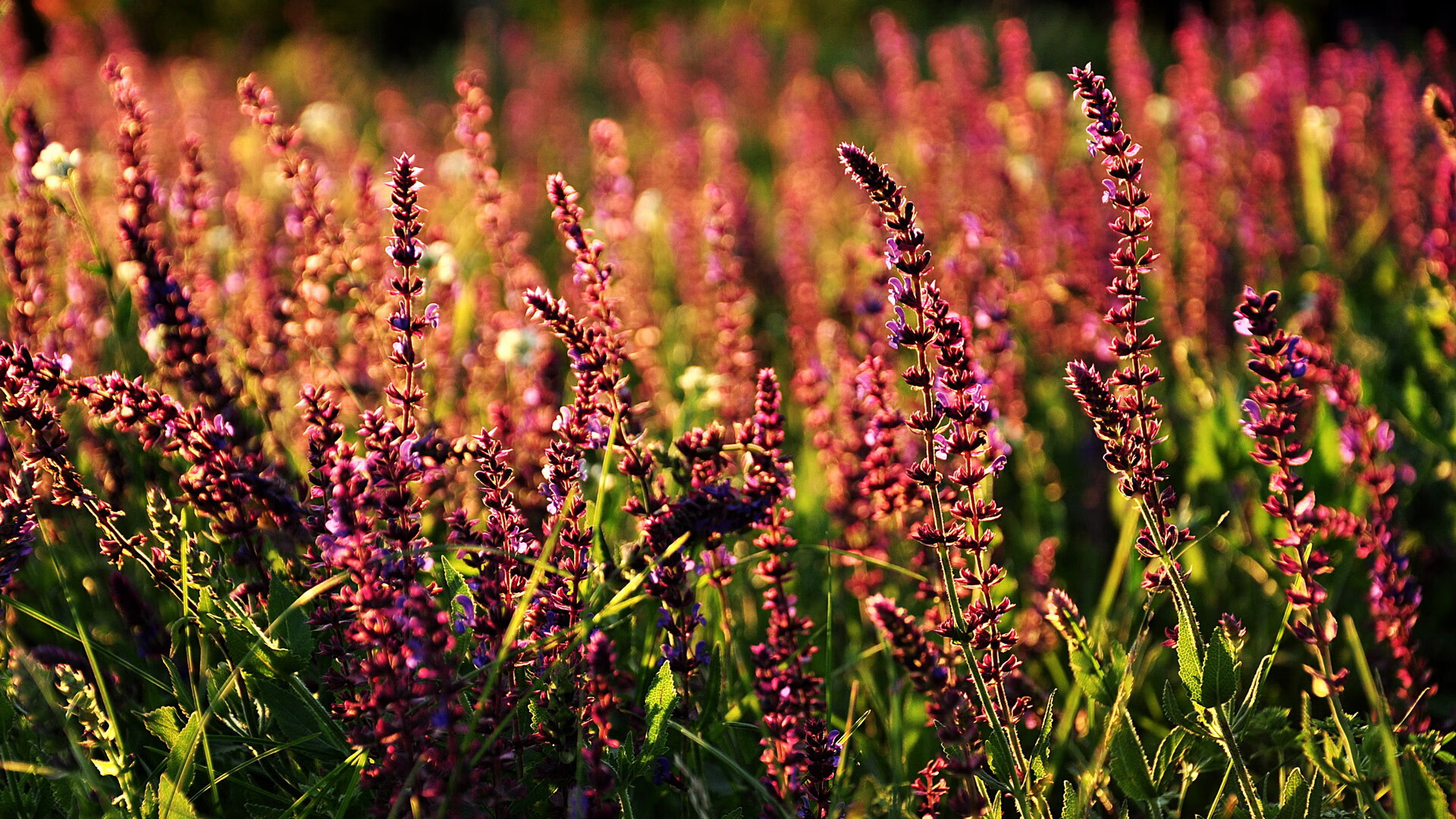 数据与血肉，2026世界杯焦点战背后的火箭绝杀北京队传奇