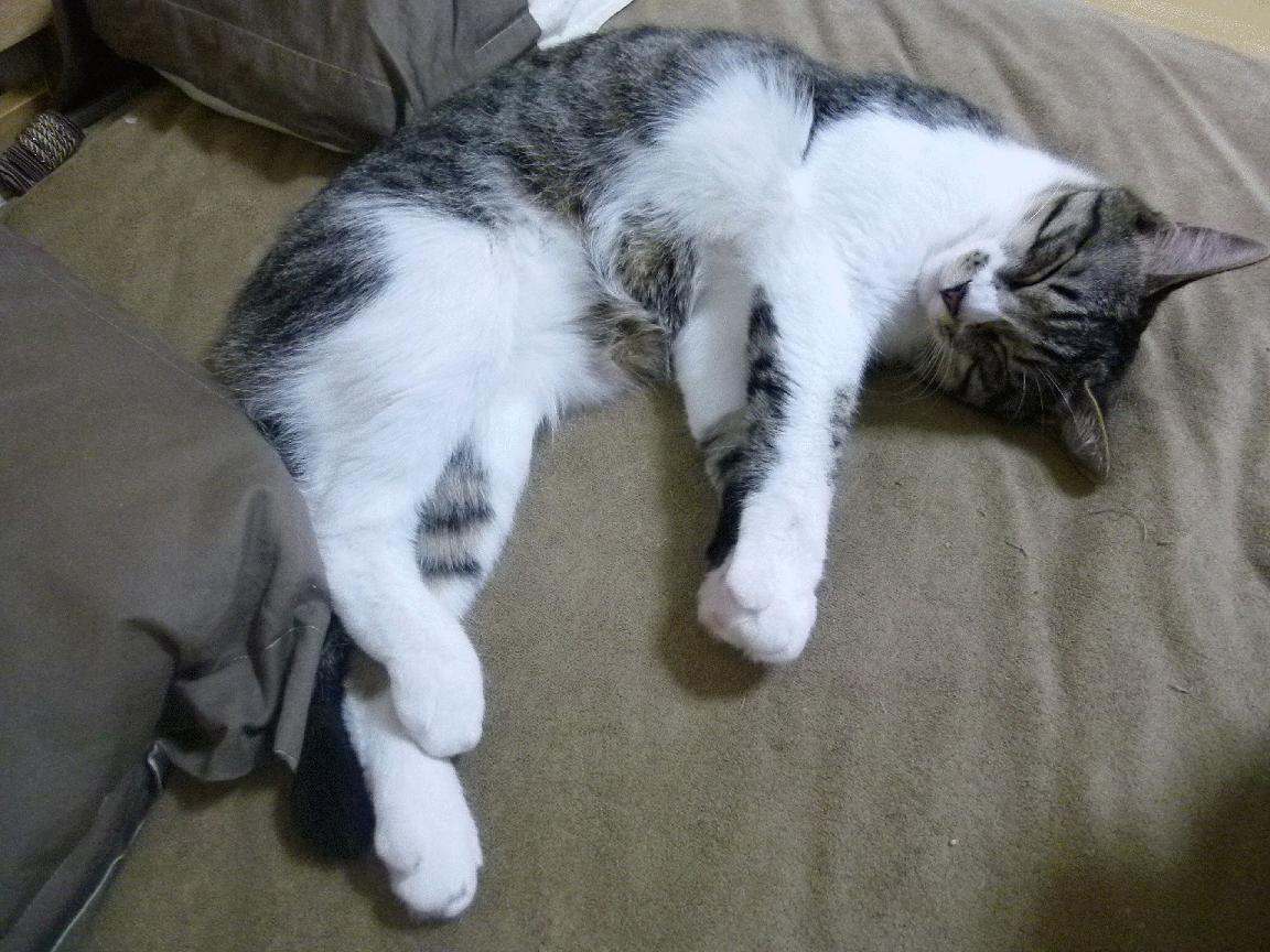 布克化身死神镰刀，广厦掀翻北京上演硬仗之王本色