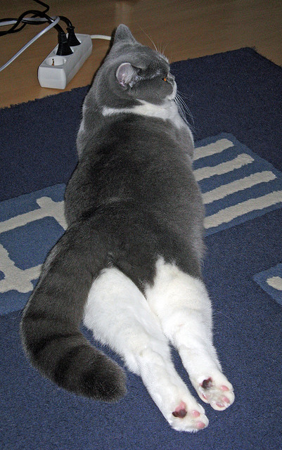 防守如铁链，进攻如洪流—凯尔特人窒息防守锁死新疆，武切维奇全能数据引爆全场