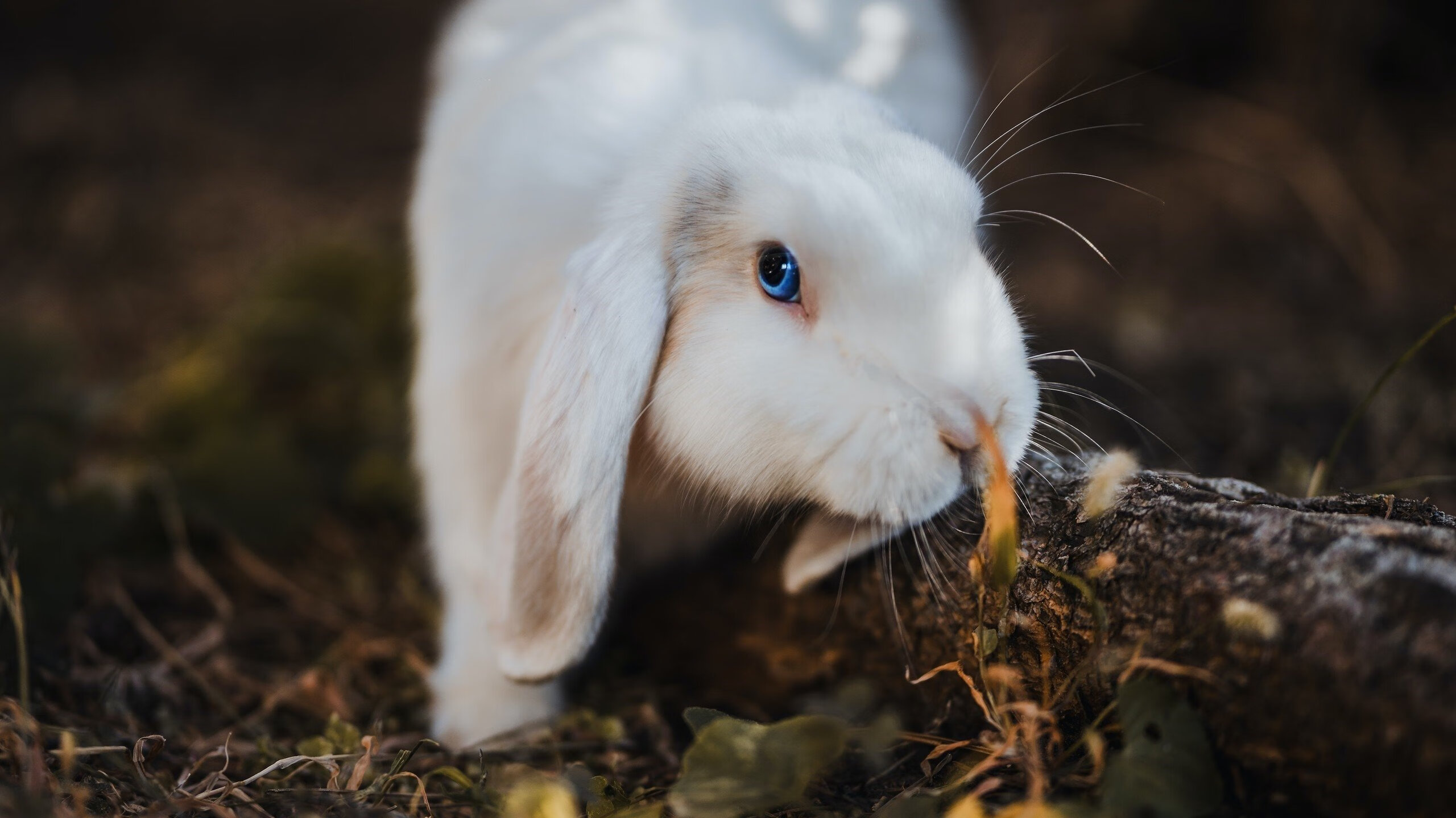 双线聚焦,内马尔连斩生死球,委内瑞拉火力全开压制贝蒂斯