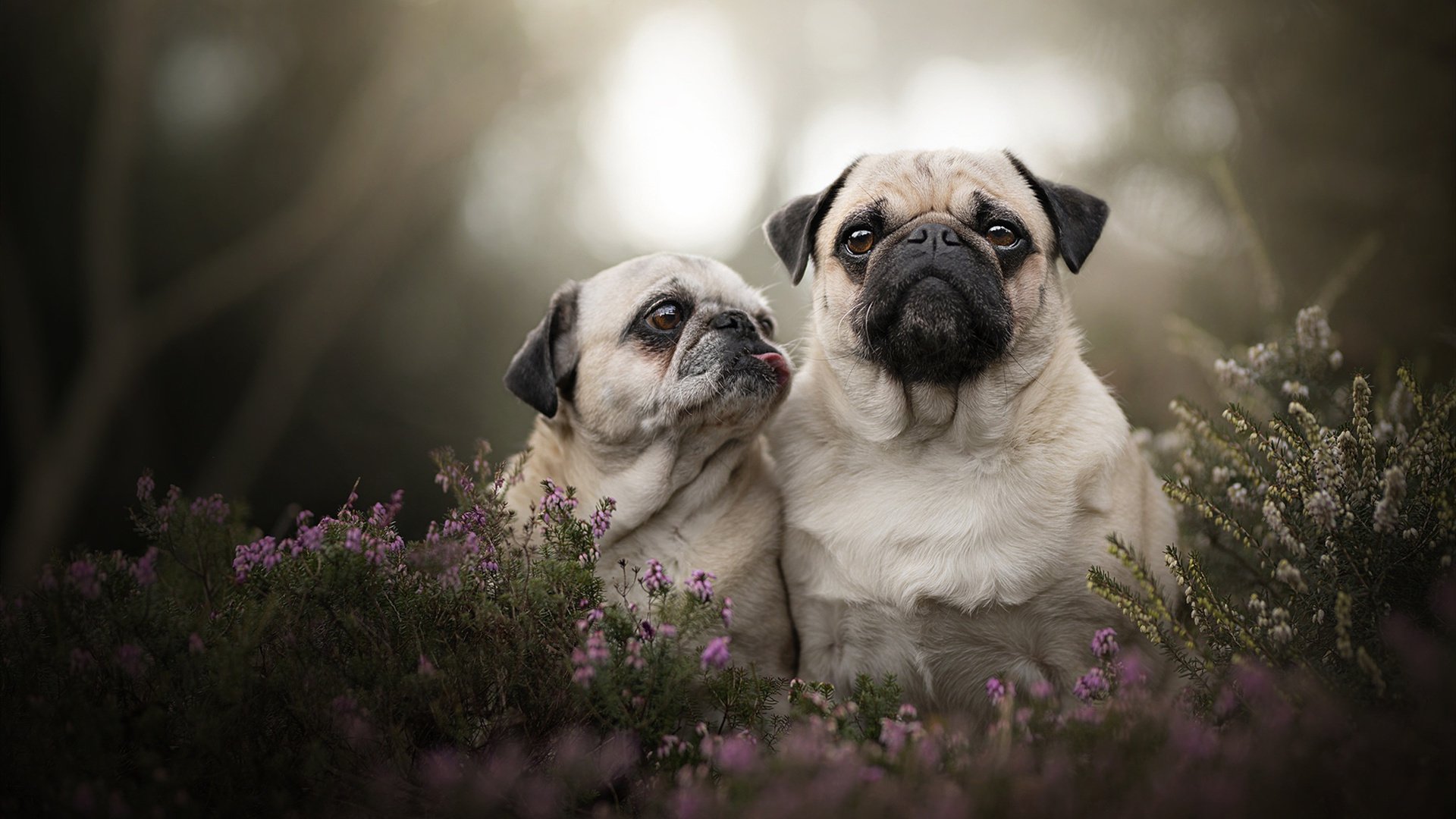 太阳引力吞噬广厦之夜,伦纳德暗物质般的关键先生