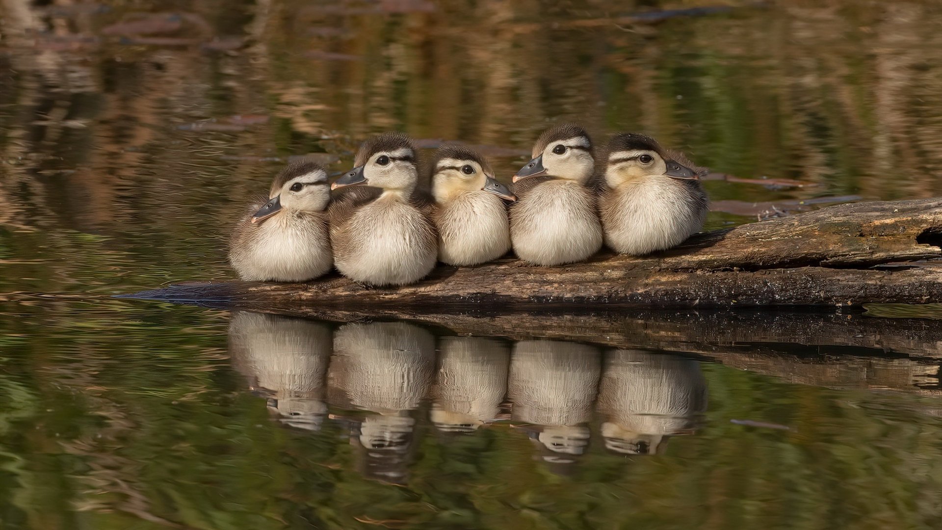 高效终结VS持久杀伤，小贾伦如何用钝刀磨垮步行者防线