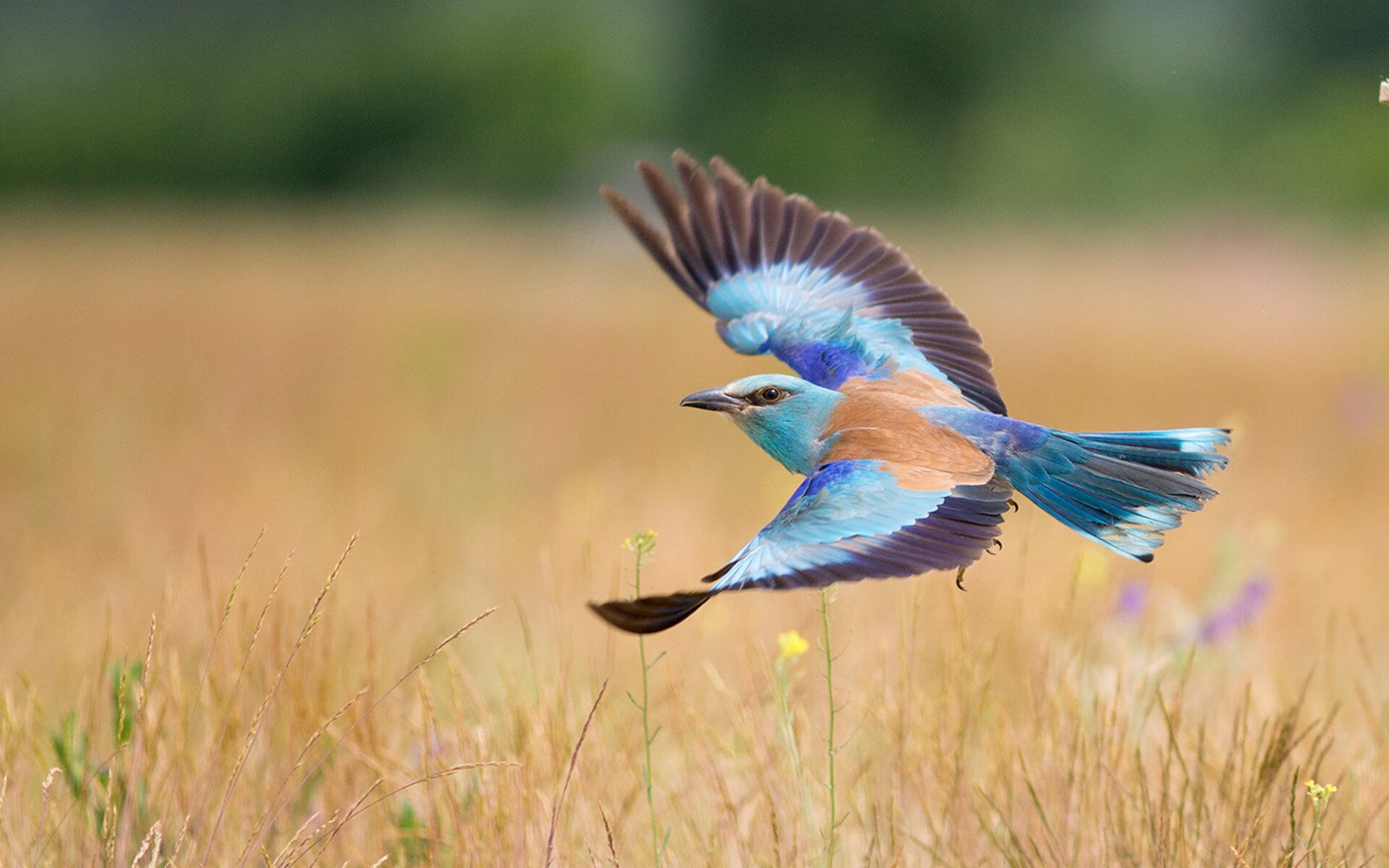 鏖战!恩比德教科书之夜主宰世界排名争夺战