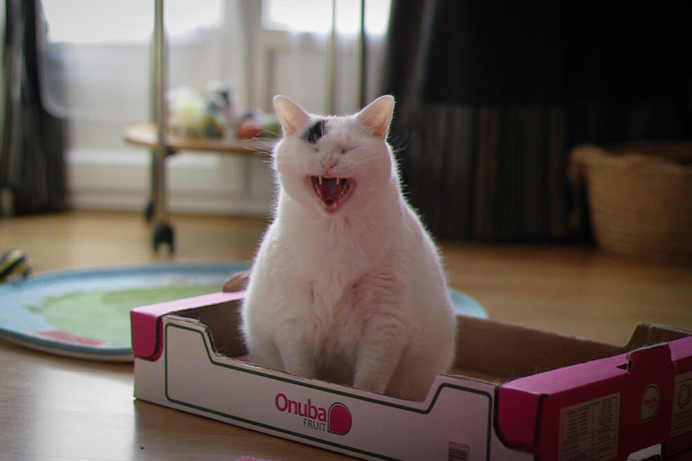 星空唯一的舞者,当马丁内利照亮亚平宁之夜