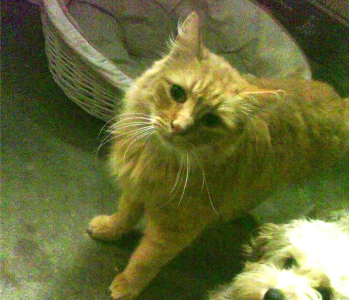 东方与西方的篮球交响曲,当马刺巅峰对阵广东,克莱化身关键先生