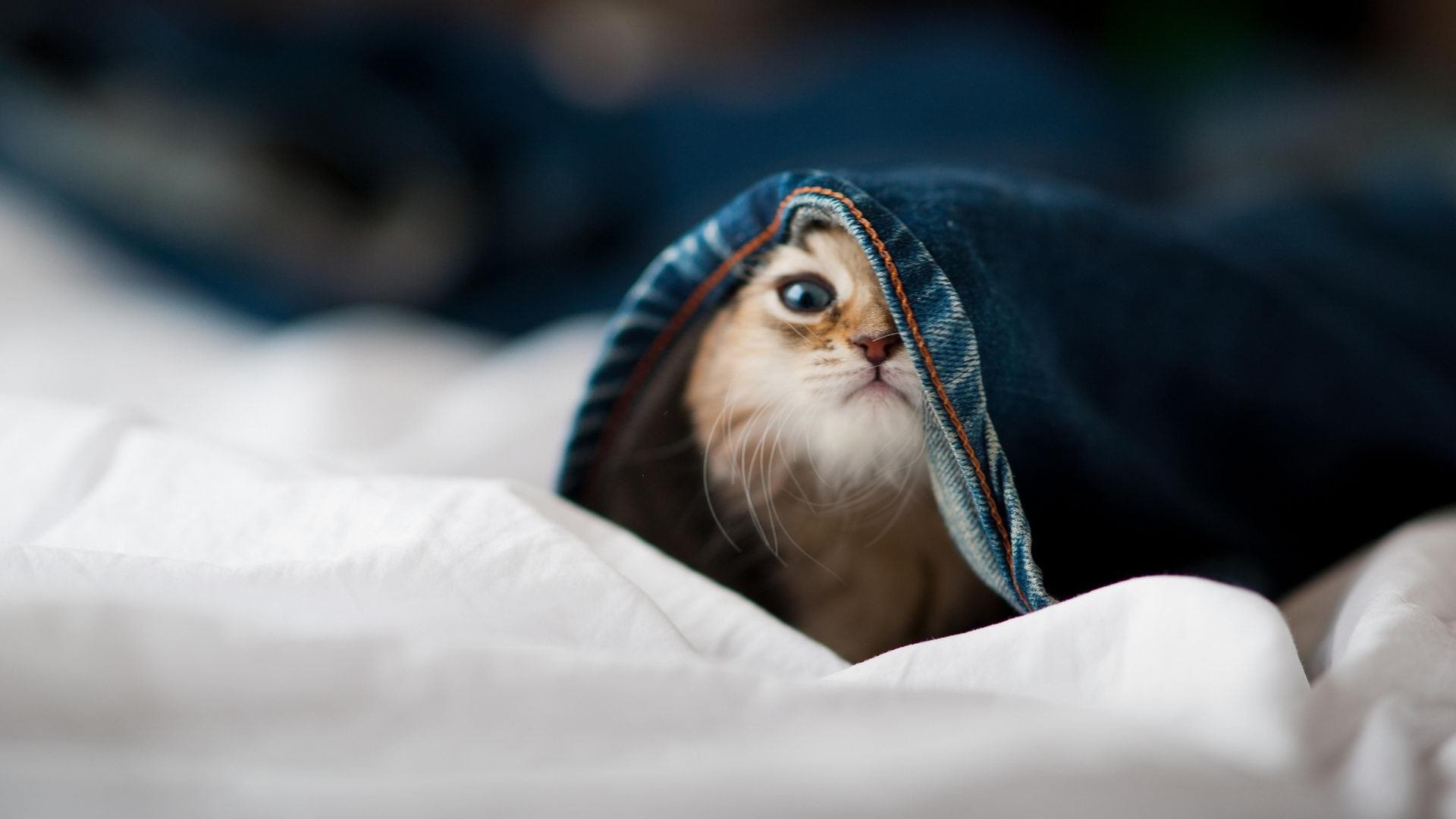 生死时速与极限攻防