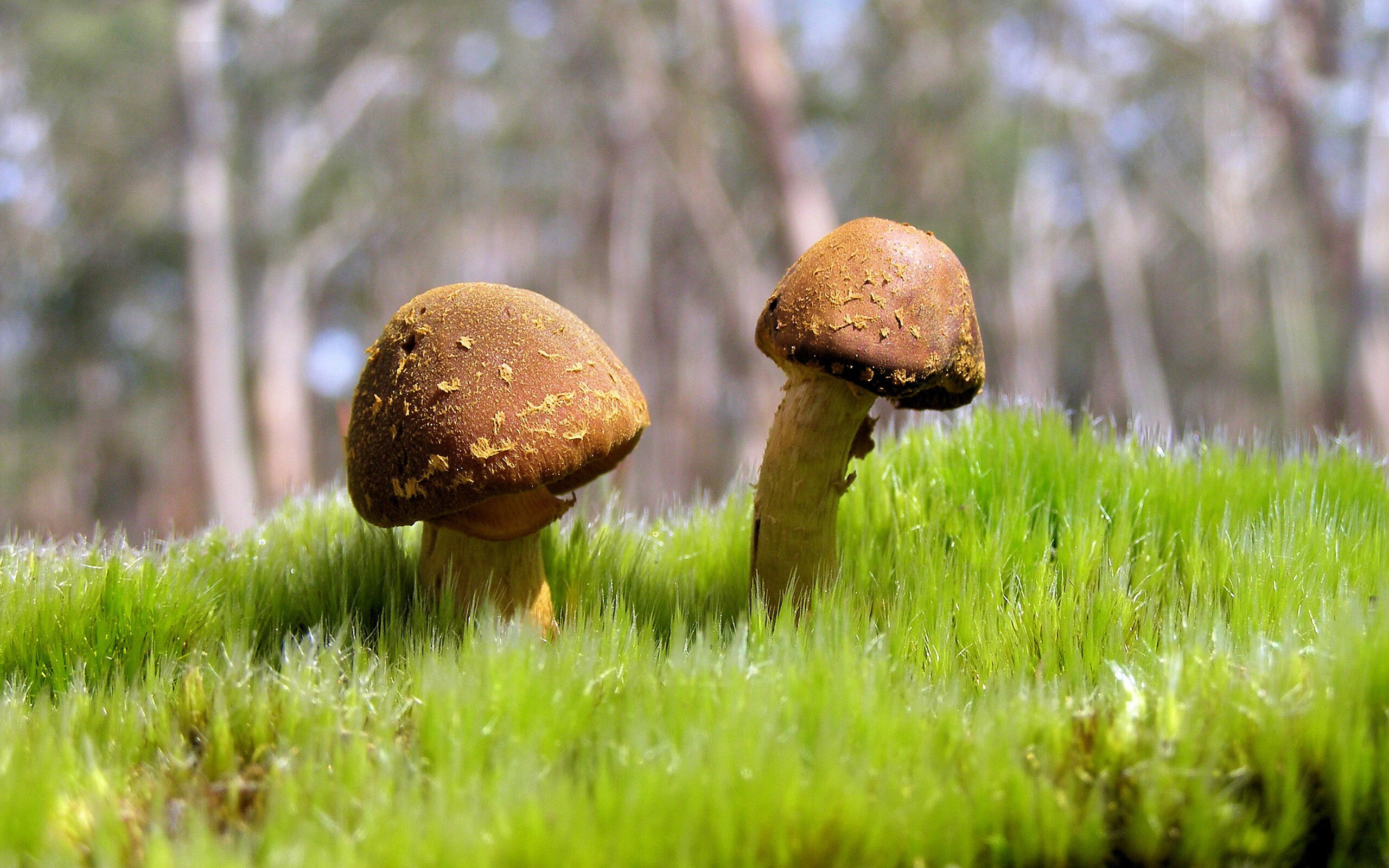 恒河星火，当福登的魔笛奏响塞尔维亚挽歌，印度在H组书写神话